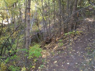 Trail now runs alongside a ravine, take the trail that goes down and crosses the ravine, Yellow Lake Trail 2014-09.